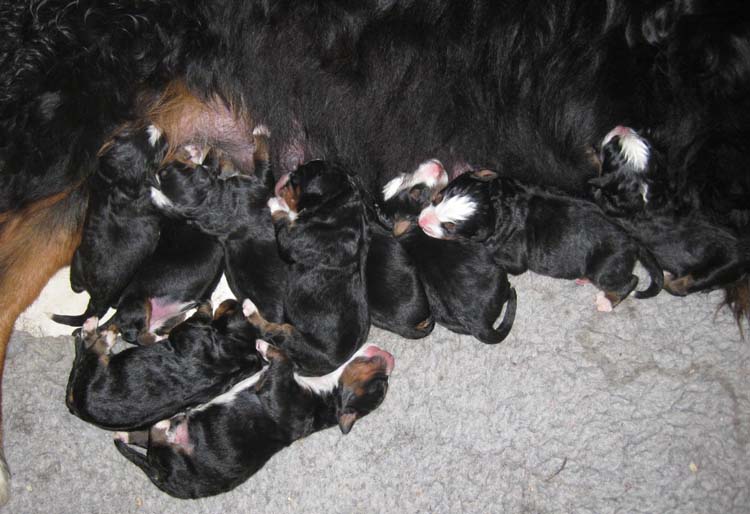 Bernese puppies